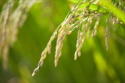 ミルキークイーンの通販なら送料無料で手間ひまかけて栽培したお米をお届けする栄屋ファーム